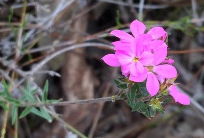 Acmadenia gracilis, photographed by Dave U