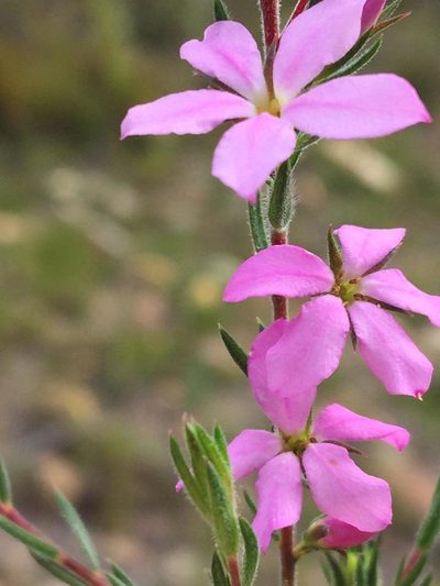 Acmadenia gracilis, photographed by Dave U
