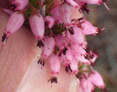 Erica nutans, photographed by Nicola van Berkel