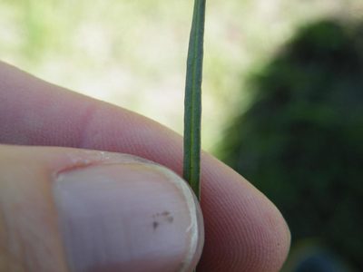 Xysmalobium involucratum, photographed by Antoinette Eyssell Knox