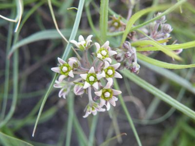 Xysmalobium involucratum, photographed by Antoinette Eyssell Knox