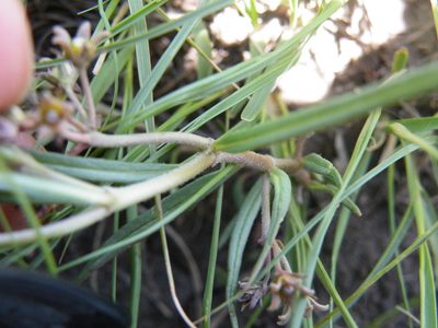 Xysmalobium involucratum, photographed by Antoinette Eyssell Knox