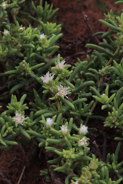 Delosperma frutescens, photographed by Tony Rebelo