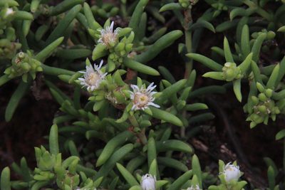 Delosperma frutescens, photographed by Tony Rebelo