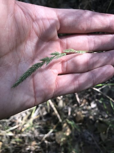 Muhlenbergia frondosa, photographed by Ryan Donnelly