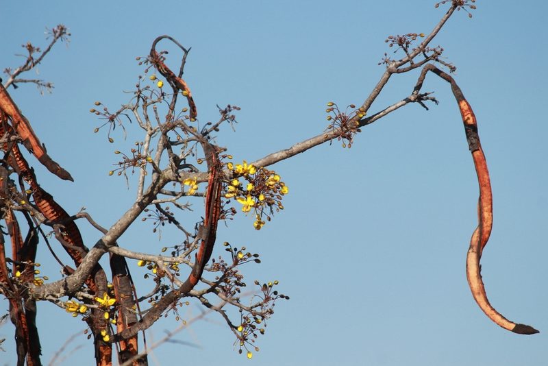 Cassia abbreviata, photographed by Noeleen du Toit