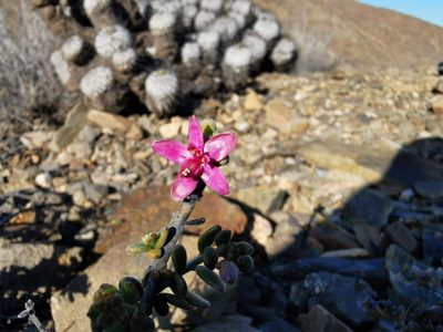 Krameria cistoidea, photographed by Jorge Herreros de Lartundo