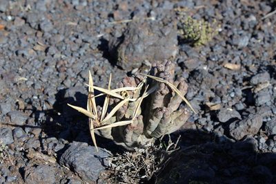 Quaqua ramosa, photographed by Brian du Preez