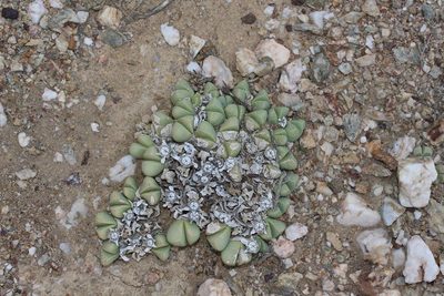 Gibbaeum petrense, photographed by Brian du Preez