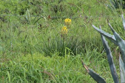 Bulbine abyssinica, photographed by Tony Rebelo