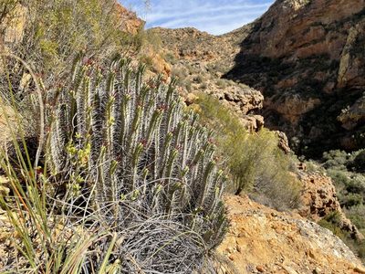 Euphorbia heptagona, photographed by Matt Berger