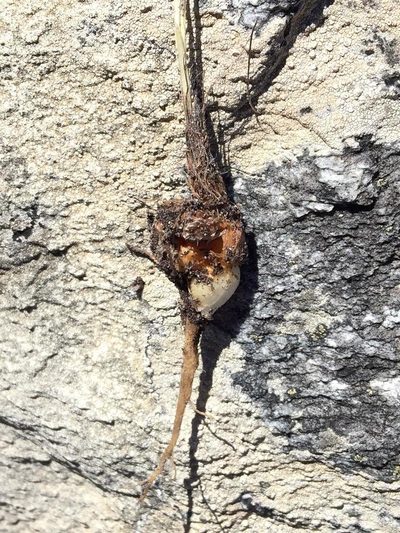 Romulea fibrosa, photographed by Dave U