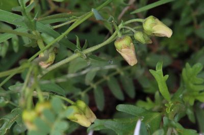 Hermannia pulverata, photographed by Tony Rebelo