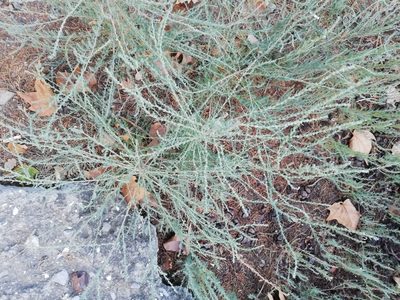 Bassia prostrata, photographed by Татьяна Максимова
