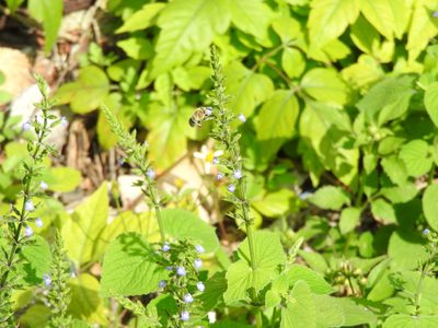 Salvia tiliifolia, photographed by Oscar Alejandro Morales Juárez