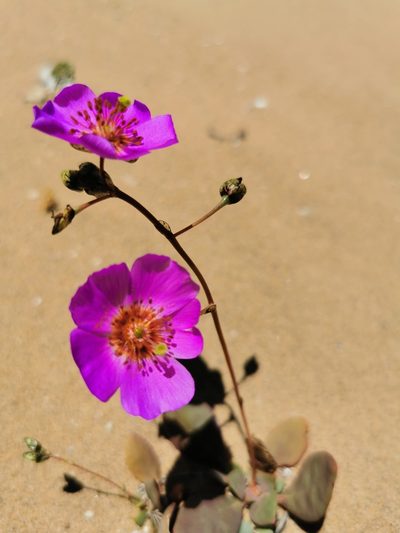 Cistanthe longiscapa, photographed by Jorge Herreros de Lartundo