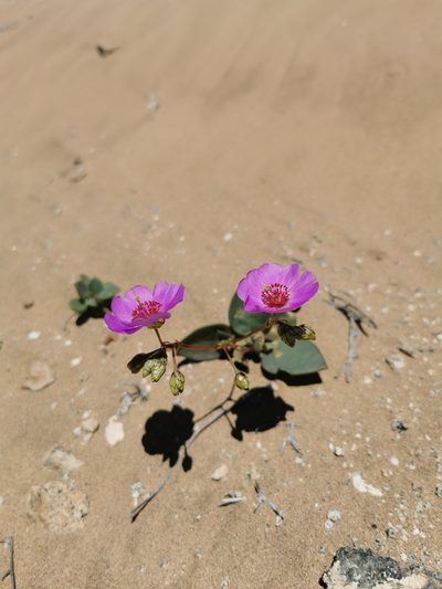 Cistanthe longiscapa, photographed by Jorge Herreros de Lartundo