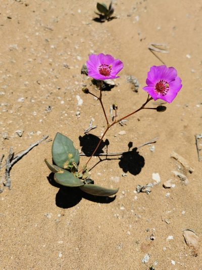 Cistanthe longiscapa, photographed by Jorge Herreros de Lartundo