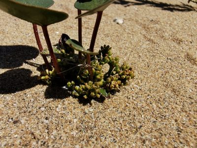 Dioscorea fastigiata, photographed by Jorge Herreros de Lartundo