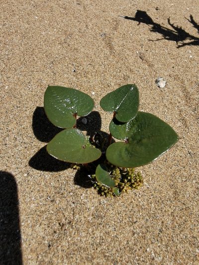 Dioscorea fastigiata, photographed by Jorge Herreros de Lartundo