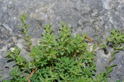 Phyllanthus polygonoides, photographed by Michelle W. （鍾偉瑋）