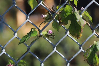 Ipomoea hederacea, photographed by Steven Bodzin