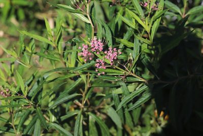 Asclepias incarnata, photographed by Steven Bodzin