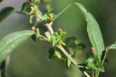 Acalypha australis, photographed by Steven Bodzin