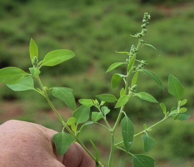 Chenopodium phillipsianum, photographed by Tony Rebelo