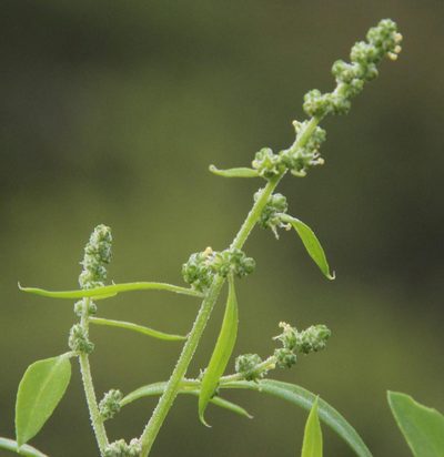 Chenopodium phillipsianum, photographed by Tony Rebelo