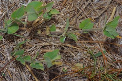 Chthamalia cynanchoides, photographed by Michelle W. （鍾偉瑋）