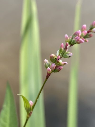 Persicaria mitis, photographed by Peter Gabler