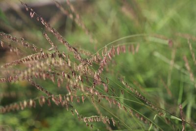 Bouteloua curtipendula, photographed by Steven Bodzin