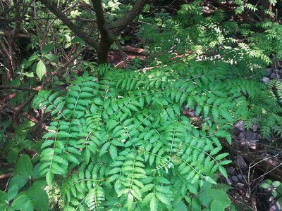 Zanthoxylum piperitum, photographed by harum.koh
