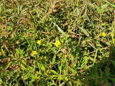 Ludwigia leptocarpa, photographed by Samuel A Schmid, PhD, PWS