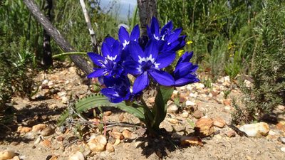 Codonorhiza elandsmontana, photographed by Paul Emms