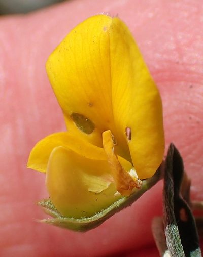 Argyrolobium rarum, photographed by Nicola van Berkel
