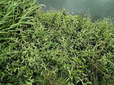 Persicaria hydropiper, photographed by Olha Sira