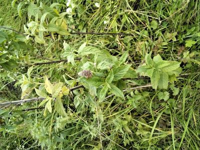 Mentha longifolia, photographed by Olha Sira