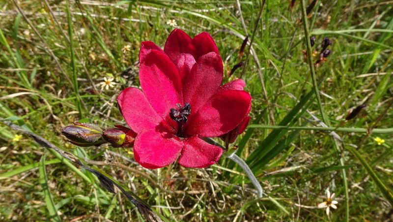 Babiana villosa, photographed by Paul Emms