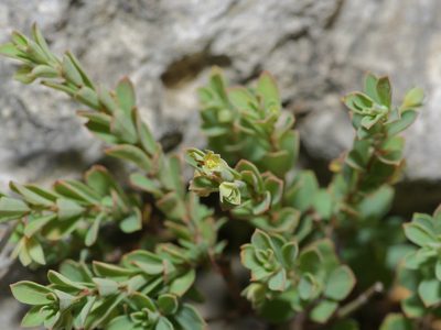 Phyllanthus polygonoides, photographed by Michelle W. （鍾偉瑋）