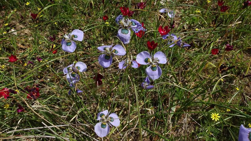 Moraea villosa, photographed by Paul Emms
