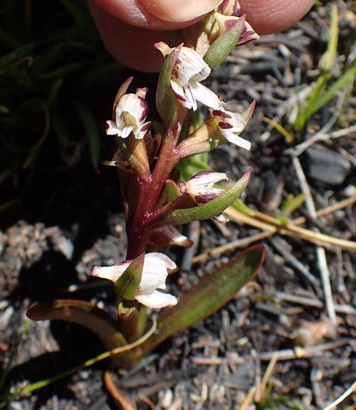 Disa ocellata, photographed by Nicola van Berkel