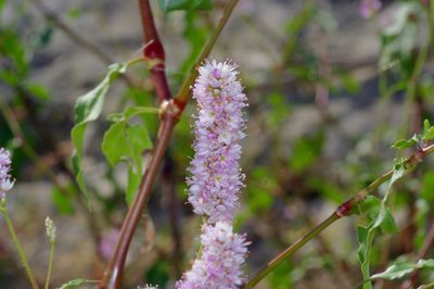 Persicaria bicornis, photographed by Michelle W. （鍾偉瑋）