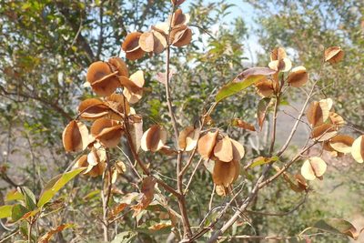 Combretum padoides, photographed by Andrew Deacon