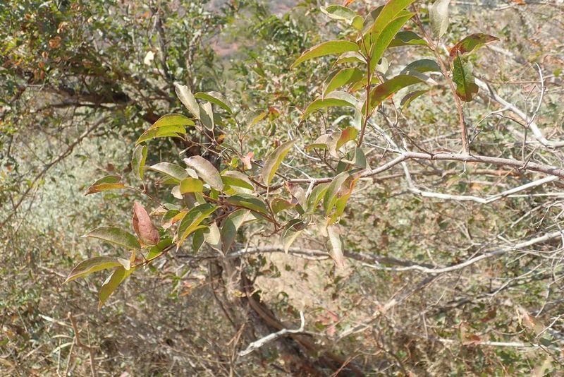 Combretum padoides, photographed by Andrew Deacon
