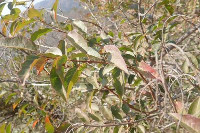 Combretum padoides, photographed by Andrew Deacon