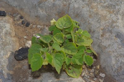 Physalis pubescens, photographed by Michelle W. （鍾偉瑋）