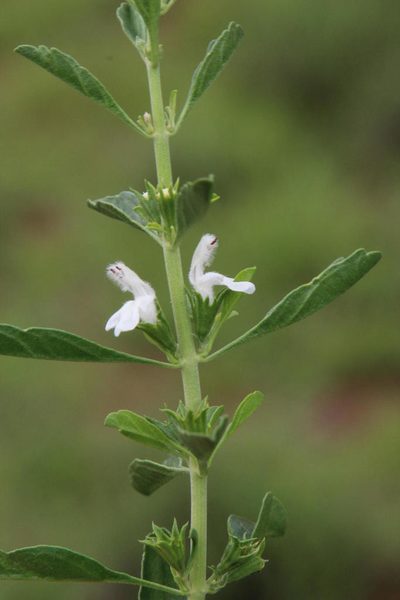 Leucas capensis, photographed by Tony Rebelo