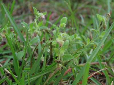 Blumea axillaris, photographed by chiuluan